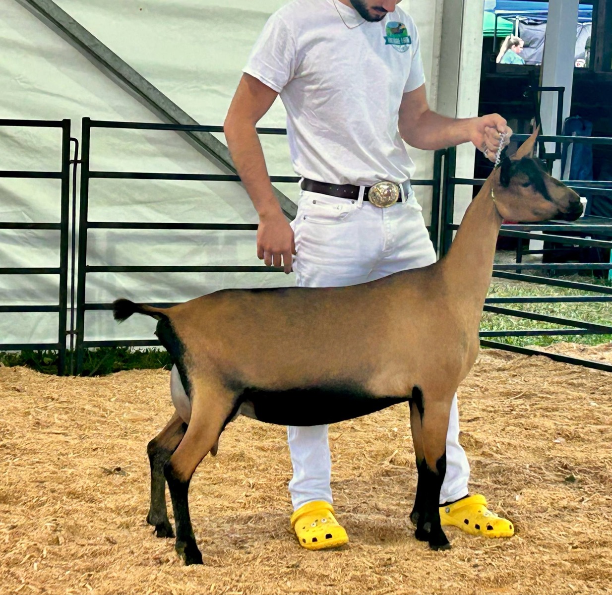 From This Side of the Ring: Finding Success in the Showring